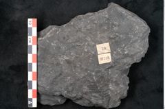 Foto (Detailansicht) von Noeggerathia palmaeformis Goeppert (NHMW-GEO-2024-0188-10736)